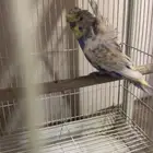 للبيع ذكور حب 2