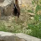 بشاير دجاج عربي