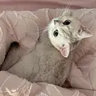 سكوتش