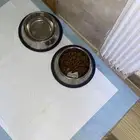 كلب للبيع مع كامل مستلزماته