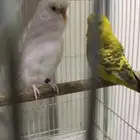 للبيع جوز طيور حب
