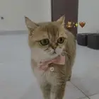 قطة سكوتش مستوردة
