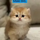 تم البيع كيتن بريتش قولد