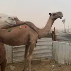 خلفه