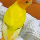 روز اليف