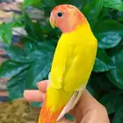روز اليف مناسب للاطفال