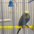 عصفور للبيع