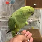 للبيع دره هندية