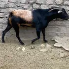 تيس فحل