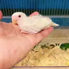 اجواز روز البينو ( عشه )