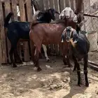 تيوس جذعان جبره