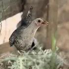 دجاج فيومي