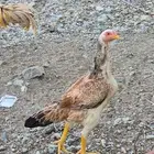 دجاج باكستاني