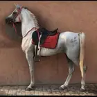 حصان واهو