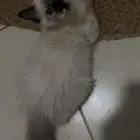 قطط همالايا للبيع الخبر