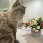 للتزاوج من ذكر همالايا جميل الانتاج