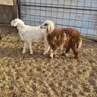 خروف حري ورخل نعيمي