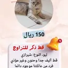 قط ذكر شيرازي للتزاوج