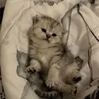قطط مهجنه شيرازي وسكوتش