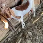 عنززز اقبل با بي سي او ست اب