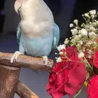 للبيع ببغاء الروز الاليف