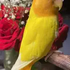 للبيع ببغاء الباشا