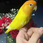 للبيع ببغاء الروز