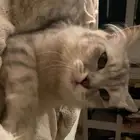قطة شيرازية للبيع ب 100