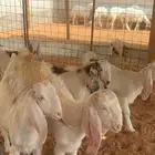 جفرات مشاريك ب 950
