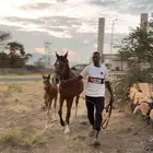 فرس ل البيع