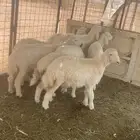 بهم للبيع