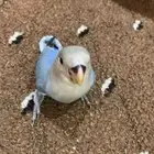 روز اليف نشبه