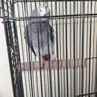 كاسكو جرم وريش