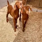تيس وجفرة هجين بورقيت