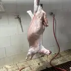 ذبائح المدينة المنورة مع التغليف و التوصيل