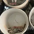 شمال مكه رهاط