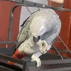 ببغاء كاسكو