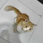 الي ضايع عليه قطه بحي السويس جيزان يتواصل معايا