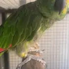 زوج بلوفرونتد منتج