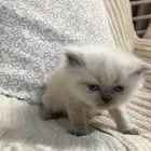 قطط شيرازيه للبيع