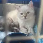 قطه هملايا
