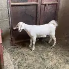 جفره سانين