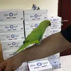 ببغاء درة اليف جدا