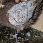 مودينا أرجنت أحمر
