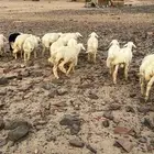 طليان ذبايح طيبه(تم البيع )