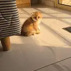 A Scottish Fold cat is available