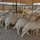 ذببايح بريه على الشرط