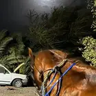 خيل شعبي