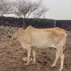 بقر مقاني