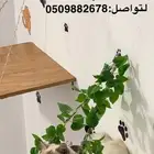 قطة مفقودة في المجاردة